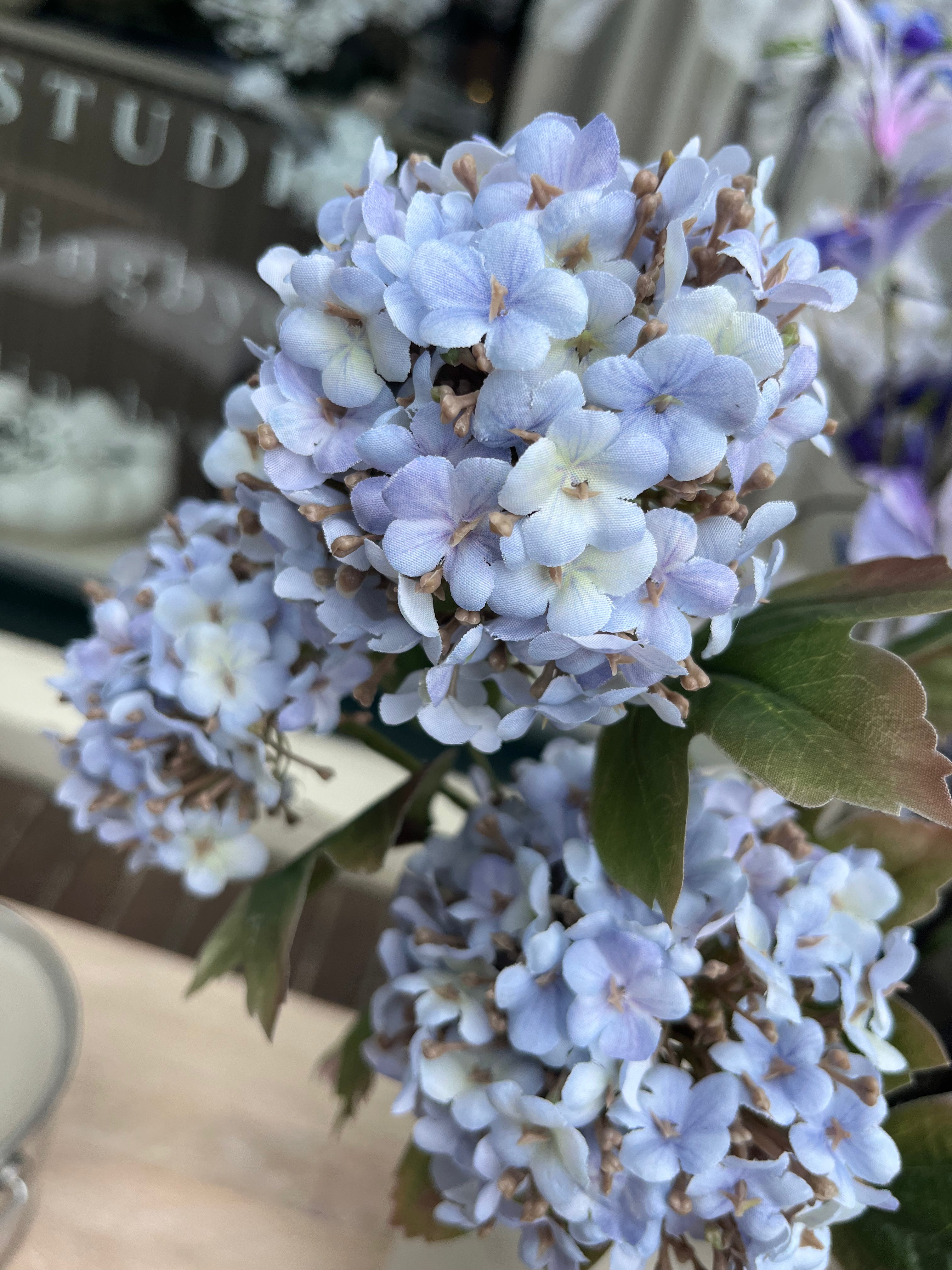 Hortensia - lila