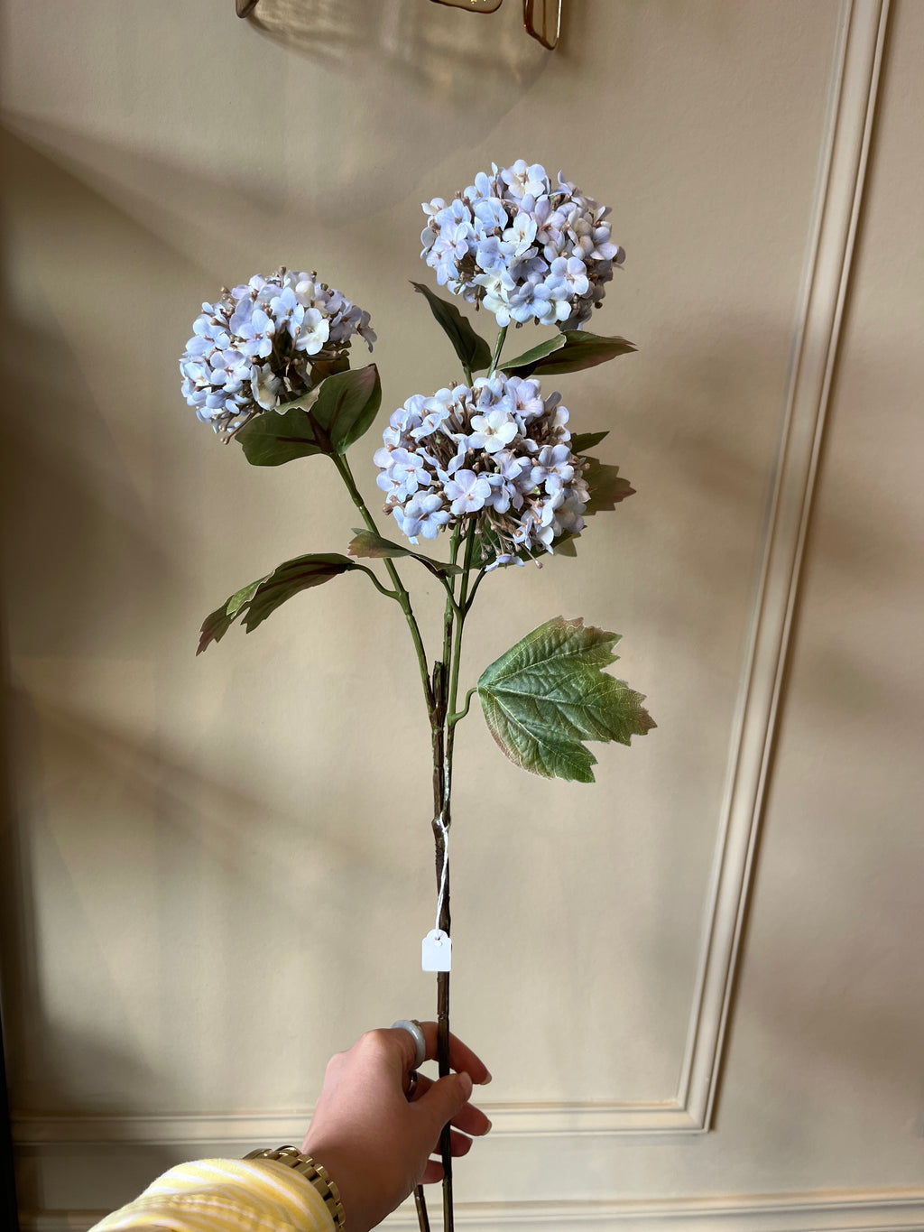 Hortensia - lila